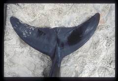 Gervais' Beaked Whale photo 3
