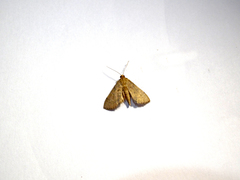 Massepha lupa