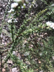 Taxandria parviceps