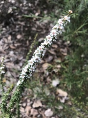 Taxandria parviceps