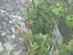 Aloiampelos striatula