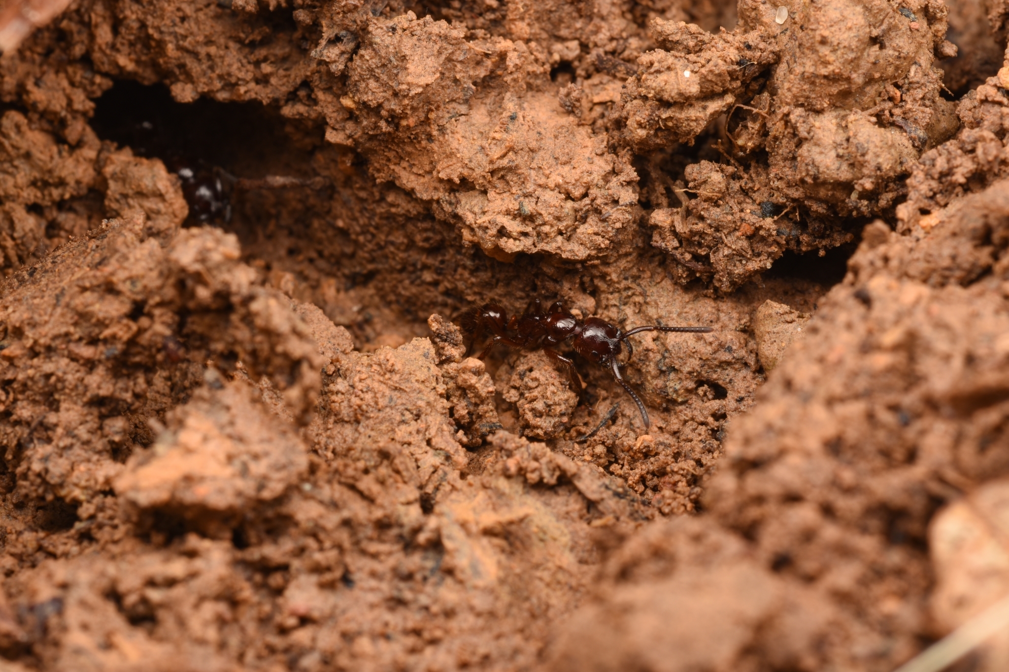 Leptogenys birmana