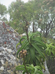 Aloiampelos striatula