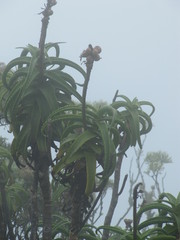 Aloiampelos striatula
