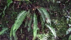 Polystichum acutidens