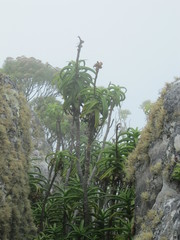 Aloiampelos striatula