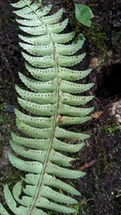 Polystichum acutidens