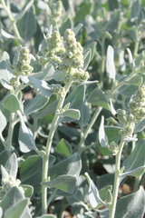 Chenopodium frutescens