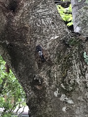 Graptopsaltria nigrofuscata