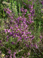 Muraltia macropetala