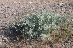 Chenopodium frutescens