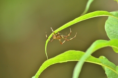 Araneus marmoreus