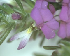 Muraltia macropetala