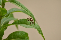 Araneus marmoreus