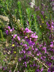 Muraltia macropetala