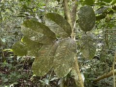Ormosia krugii