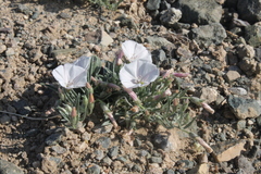 Convolvulus ammannii
