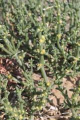 Anabasis brevifolia