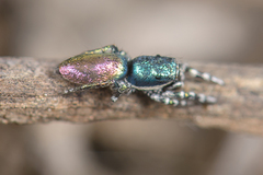 Salticus peckhamae