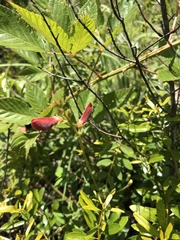 Tephrosia spicata