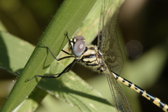 Hemicordulia intermedia
