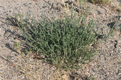 Anabasis brevifolia