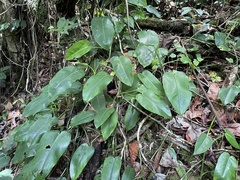 Philodendron consanguineum