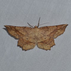 Euchlaena deplanaria