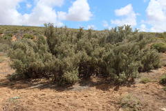 Atriplex nummularia nummularia