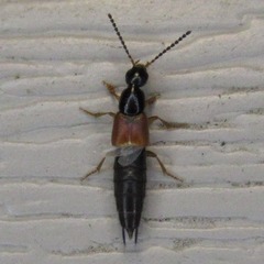 Philonthus rufulus