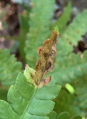 Chirosia filicis