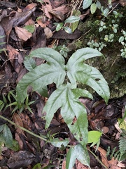 Tectaria heracleifolia