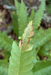 Chirosia filicis