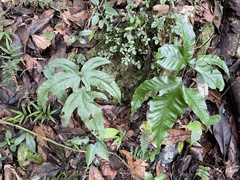 Tectaria heracleifolia