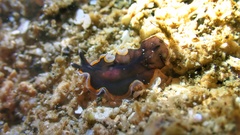 Pseudobiceros hancockanus