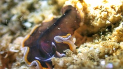 Pseudobiceros hancockanus