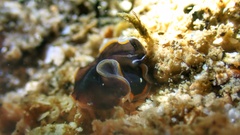 Pseudobiceros hancockanus