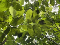 Ormosia krugii