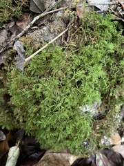 Thuidium urceolatum