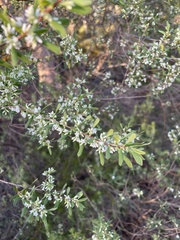 Styphelia mutica