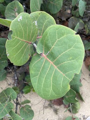 Coccoloba uvifera