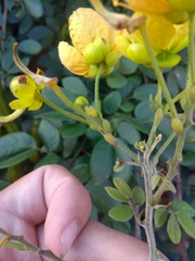 Senna chrysocarpa