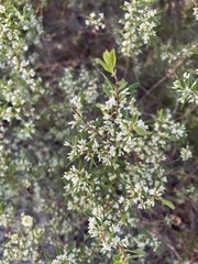 Styphelia mutica