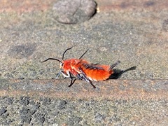Phauda flammans