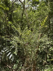Neea buxifolia