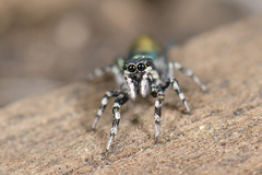 Salticus peckhamae