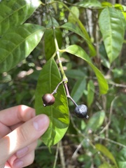 Faramea occidentalis