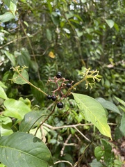Palicourea croceoides