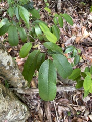 Chrysophyllum argenteum