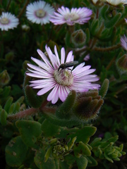 Drosanthemum hispifolium